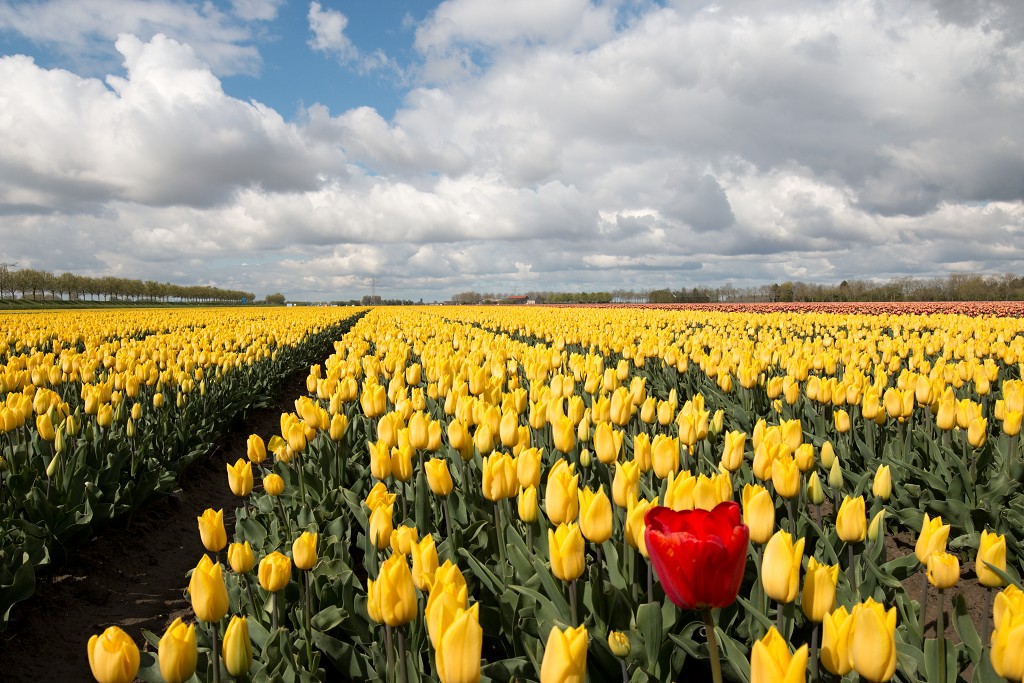 tulp tulpen tulipa natuur hdr tulpenbol liliaceae flora bloem bloemen voorjaar lente tulpenfestival keukenhof festival